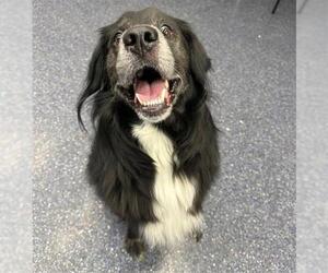 Mutt Dogs for adoption in Anchorage, AK, USA