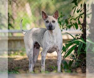 Thai Ridgeback-Unknown Mix Dogs for adoption in El Cajon, CA, USA