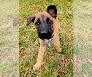 Dutch Shepherd -Unknown Mix Dogs for adoption in Imlay City, MI, USA