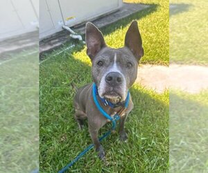 American Pit Bull Terrier Dogs for adoption in Vero Beach, FL, USA