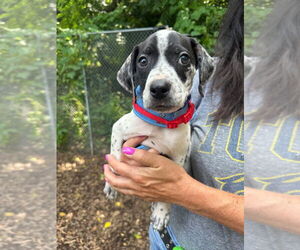 American Staffordshire Terrier-German Shorthaired Pointer Mix Dogs for adoption in Lawrenceville, NJ, USA