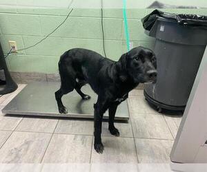 Labrador Retriever-Unknown Mix Dogs for adoption in Grand Prairie, TX, USA
