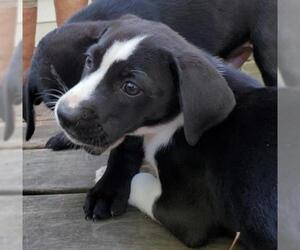 Borador Dogs for adoption in Genoa City, WI, USA