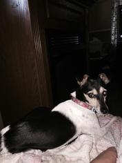 Medium Photo #1 Rat Terrier-Unknown Mix Puppy For Sale in Fond du Lac, WI, USA