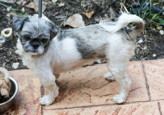 Shih Tzu Dogs for adoption in Nesbit, MS, USA
