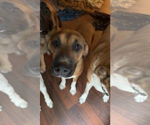Mutt Dogs for adoption in Shreveport, LA, USA