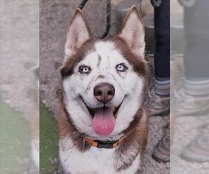 Siberian Husky Dogs for adoption in Woodland, CA, USA