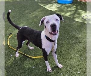 American Pit Bull Terrier-Unknown Mix Dogs for adoption in Las Vegas, NV, USA