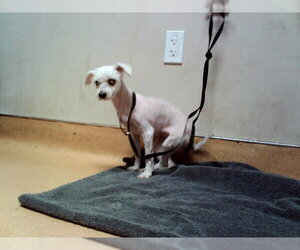 Poodle (Miniature) Dogs for adoption in Martinez, CA, USA