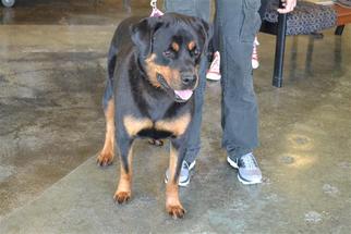 Rottweiler Dogs for adoption in Rockwall, TX, USA