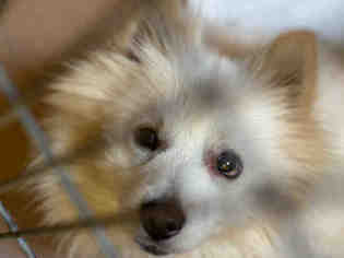 American Eskimo Dog Dogs for adoption in Martinez, CA, USA