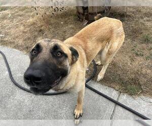 German Shepherd Dog-Unknown Mix Dogs for adoption in McKinleyville, CA, USA