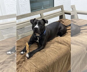 American Bulldog-Unknown Mix Dogs for adoption in Miami, FL, USA