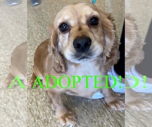 Cocker Spaniel Dogs for adoption in Westminster, MD, USA