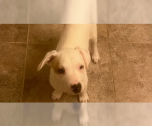 Mutt Dogs for adoption in garner, NC, USA