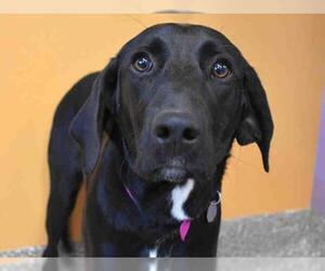 Lab-Pointer Dogs for adoption in Aurora, CO, USA