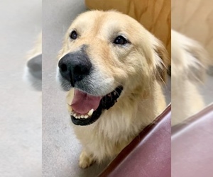 Golden Retriever-Unknown Mix Dogs for adoption in FORT WORTH, TX, USA