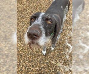 German Wirehaired Pointer-Unknown Mix Dogs for adoption in Northfield, MN, USA