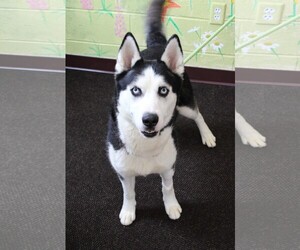 Alaskan Husky Dogs for adoption in Waynesboro, PA, USA