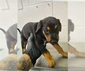 Doberman Pinscher-Unknown Mix Dogs for adoption in San Bernardino, CA, USA
