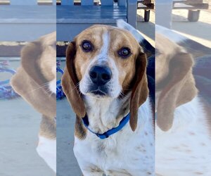 Beagle Dogs for adoption in Augusta, WV, USA