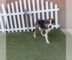 American Foxhound Dogs for adoption in Modesto, CA, USA