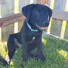 Labrador Retriever-Unknown Mix Dogs for adoption in Palatine, IL, USA