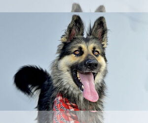 German Shepherd Dog Dogs for adoption in Pasadena, CA, USA