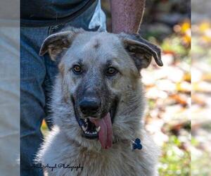 Anatolian Shepherd Dogs for adoption in Munford, TN, USA