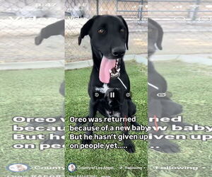 Labrador Retriever-Unknown Mix Dogs for adoption in San Diego, CA, USA