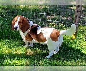 Basset Hound Dogs for adoption in Deepwater, NJ, USA