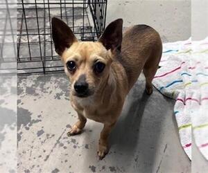 Chihuahua-Unknown Mix Dogs for adoption in Tallahassee, FL, USA