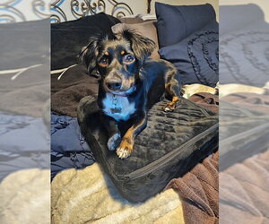 Dachshund-Unknown Mix Dogs for adoption in Los Angeles, CA, USA