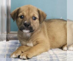 Labrador Retriever-Unknown Mix Dogs for adoption in San Antonio, TX, USA