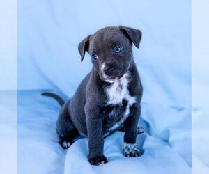 Chihuahua-Unknown Mix Dogs for adoption in San Diego, CA, USA