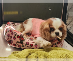 Cavalier King Charles Spaniel Dogs for adoption in Sioux Falls, SD, USA
