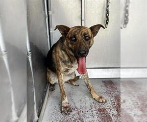 German Shepherd Dog Dogs for adoption in Redlands, CA, USA
