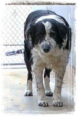 Border Collie Dogs for adoption in Parker, KS, USA