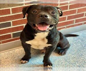 American Pit Bull Terrier Dogs for adoption in Edmond, OK, USA