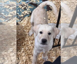 Labrenees Dogs for adoption in Grafton, WI, USA