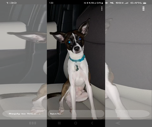 Rat-Cha Dogs for adoption in McDonough, GA, USA