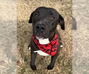 Mutt Dogs for adoption in Tulsa, OK, USA