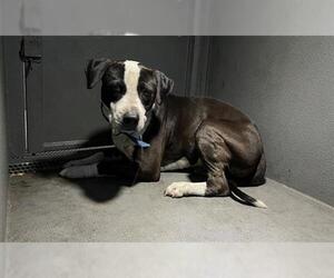 American Pit Bull Terrier Dogs for adoption in Downey, CA, USA