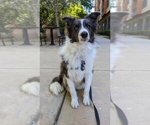 Border Collie-Unknown Mix Dogs for adoption in Palo Alto, CA, USA