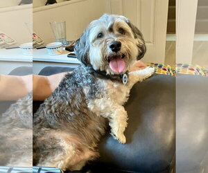 Mutt Dogs for adoption in Westminster, MD, USA