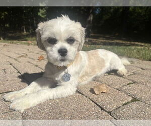 Shih Tzu Dogs for adoption in Mundelein, IL, USA