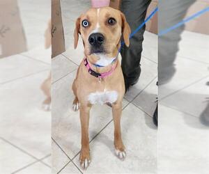 Labrador Retriever-Unknown Mix Dogs for adoption in Temple, TX, USA