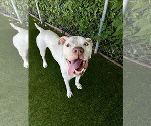 Medium Photo #8 Mutt Puppy For Sale in Rowlett, TX, USA