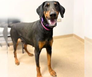 Doberman Pinscher Dogs for adoption in Aurora, CO, USA
