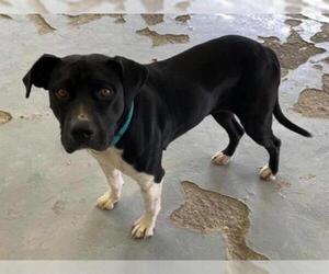Borador Dogs for adoption in Hanford, CA, USA